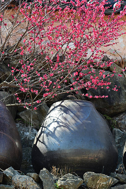 istock Blooming red plum trees and traditional pottery 469989818