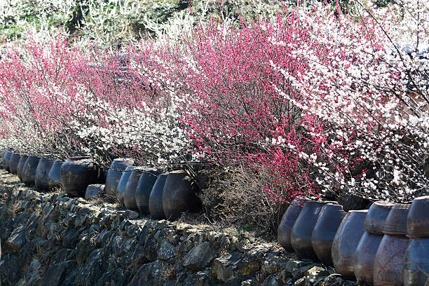 istock Blooming plum trees and traditional pottery 469989820