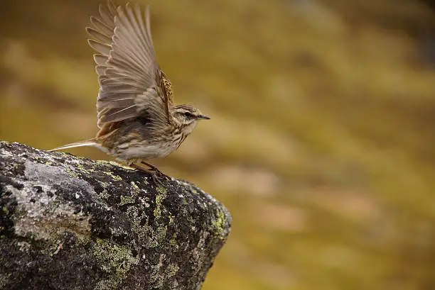 Very rare bird of New Zealand. Pipit with open wings. Taken in New Zealand at the Kepler Track.