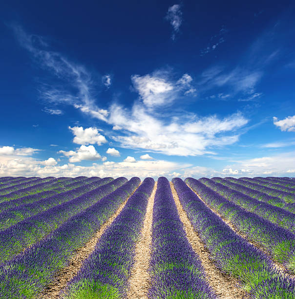 istock Blossoming lavender field with beautiful blue sky 469991443
