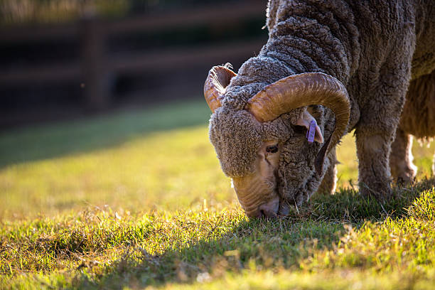 laine de mérinos - lamb merino sheep sheep focus on foreground photos et images de collection