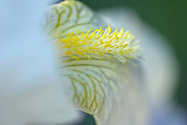 istock Detail of sword lily 469992359