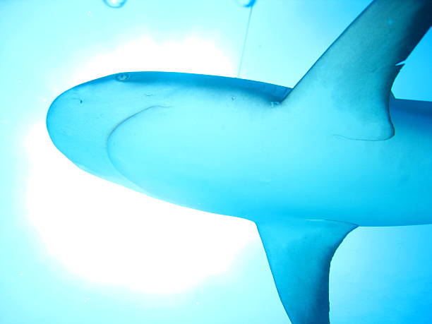 istock Reef Shark from below in the carribean sea 469992491