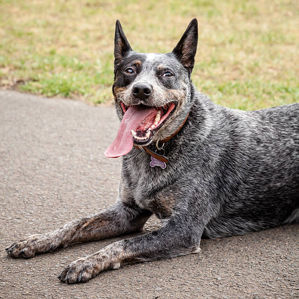 istock Australian Blue Heeler Looking Comic with Tongue Out 469992541