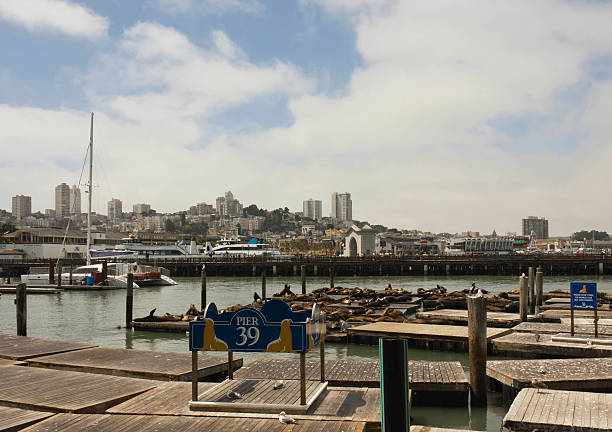 istock Sea Lions on Pier 39 469992728