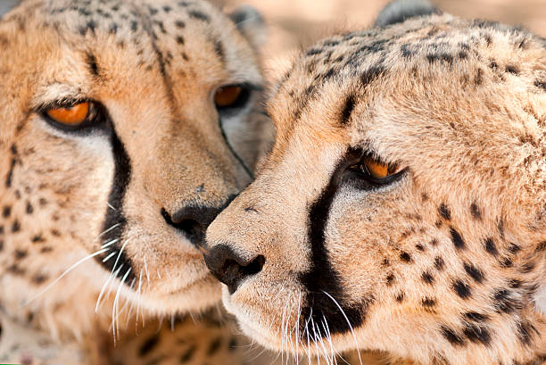 Cheetah brothers stock photo