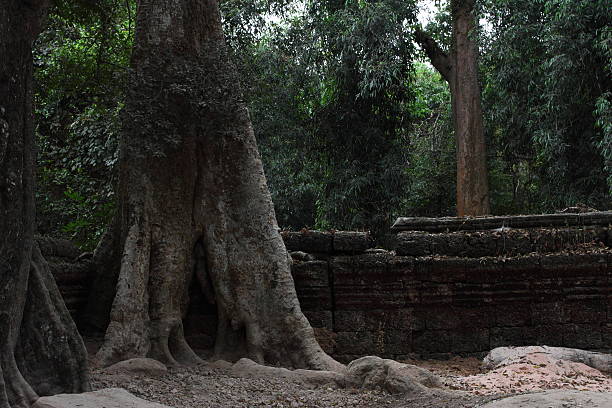 istock Ta Prohm Temple in Angkor 469993288