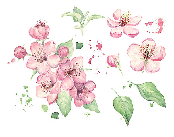 Watercolor spring flowers