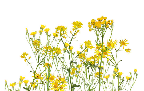 istock group of yellow flowers isolated on white 469993396