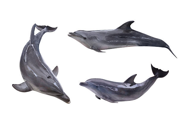 istock collection of three isolated grey dolphins 469993506