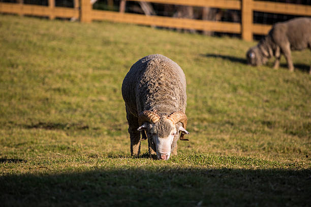 laine de mérinos - lamb merino sheep sheep focus on foreground photos et images de collection