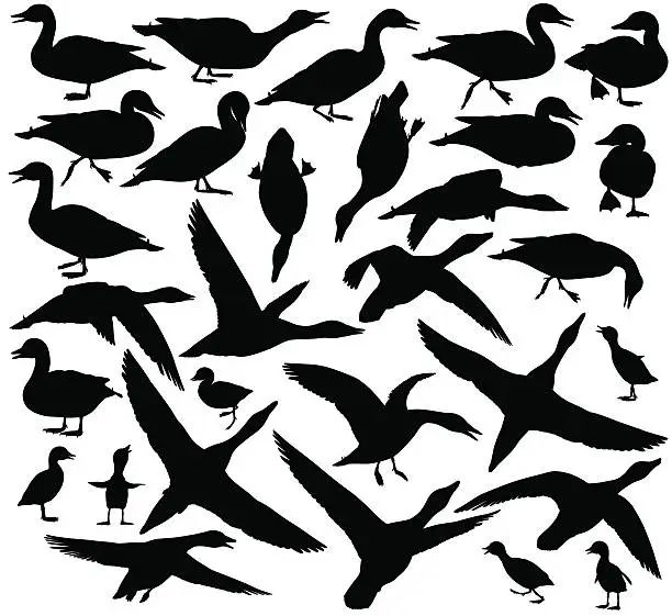 Vector illustration of Duck silhouettes