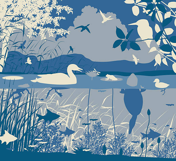 Freshwater wildlife EPS8 editable vector illustration of diverse wildlife in a freshwater ecosystem with all figures as separate objects tadpole swimming stock illustrations