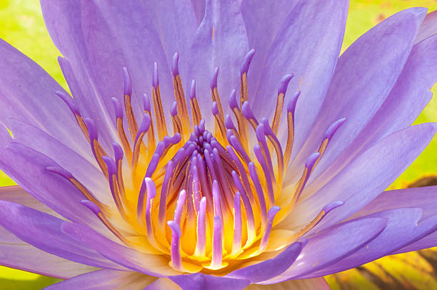 istock Purple Water lily 469993795