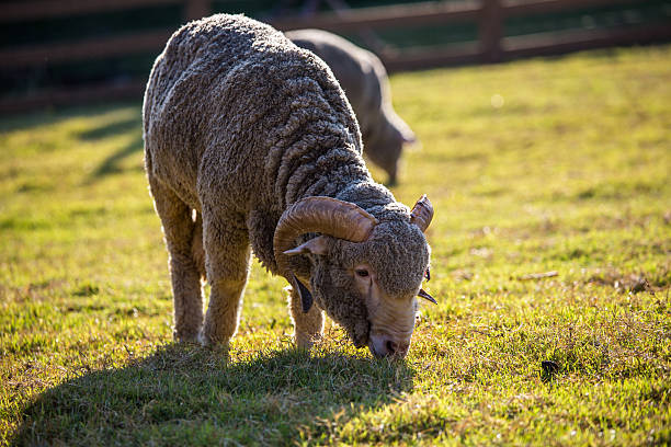 laine de mérinos - lamb merino sheep sheep focus on foreground photos et images de collection