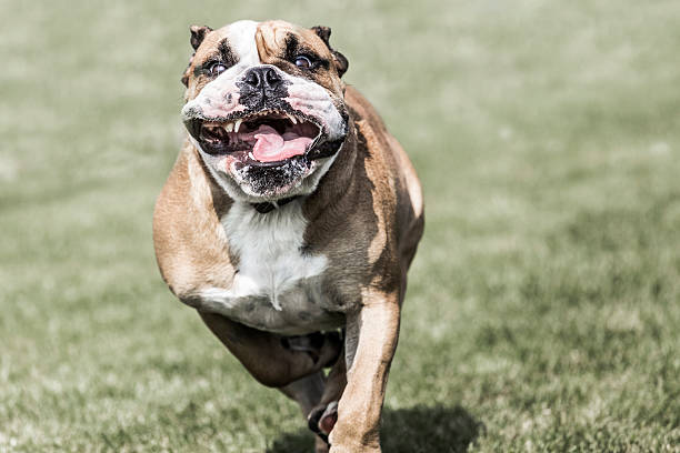 Running bulldog Running bulldog with widely open mouth animal saliva stock pictures, royalty-free photos & images