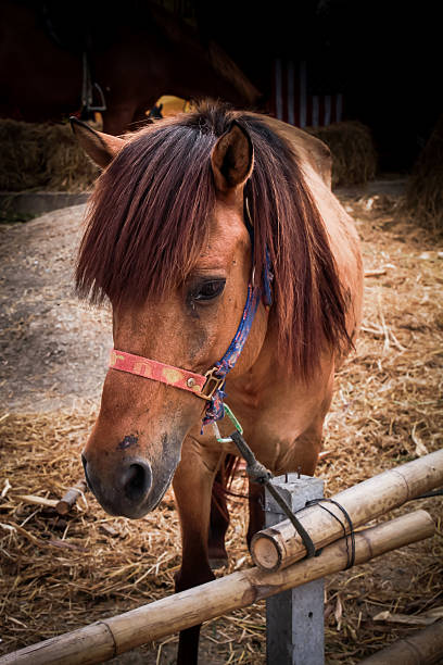 istock Horse in the stables. 469994426