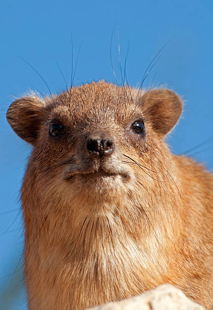 istock Rock Hyrax Portrait 469994445