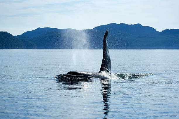 orca stock photo