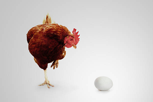 Did I do that? Cock stares at an egg
