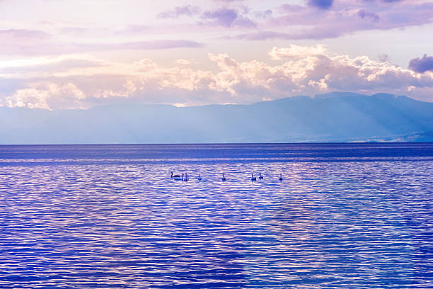 istock Swans on water at sunset lighting 469994796