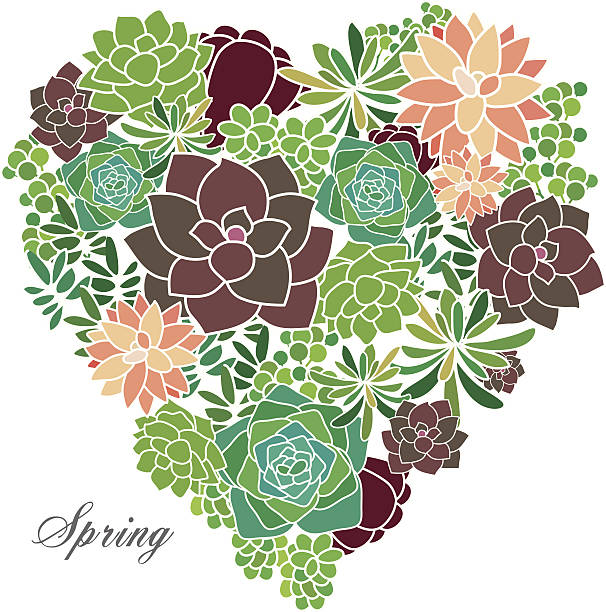 ilustrações, clipart, desenhos animados e ícones de suculentas primavera garden - valentines day flower single flower heart shape