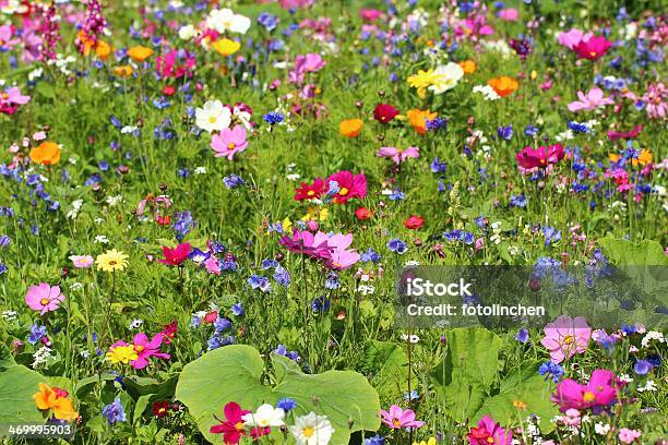 Wildblumen Stockfoto und mehr Bilder von Blume - Blume, Blüte, Formatfüllend