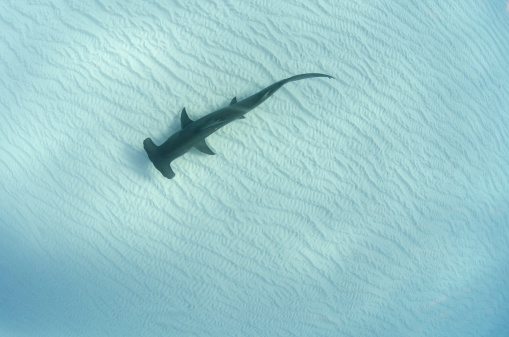 A great hammerhead shark above a sandy bottom.