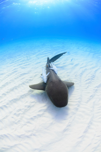 A nurse shark on a white sand bottom.