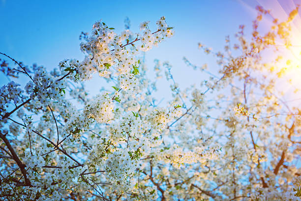 istock branches of cherry trees and sunrise floral background instagram 469997278