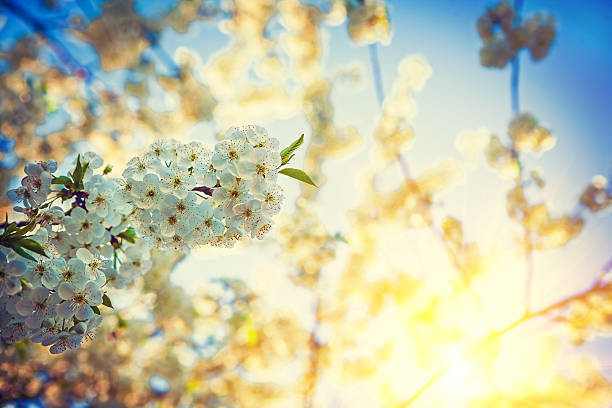 istock translucent sun on sunrise through crone of blossoming cherry  t 469997378