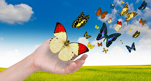 istock Hand holding butterflies 469998845
