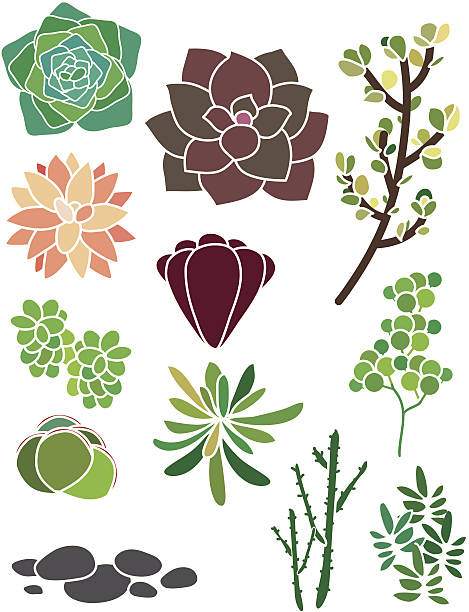 Succulent Spring Garden vector art illustration