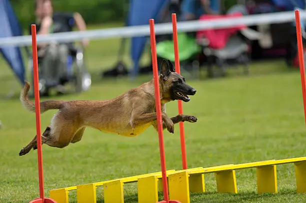 Malinois, working dog, jumping the long jump on an outdoors agility competition. Grassy field and viewers in the background.