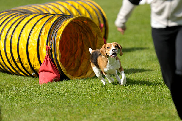 Beagle tunnel exit Medium dog coming out of the tunnel, competing on an outdoors agility competition. Handler's body visible, running in front of the dog. Grassy field in the background. dog agility stock pictures, royalty-free photos & images