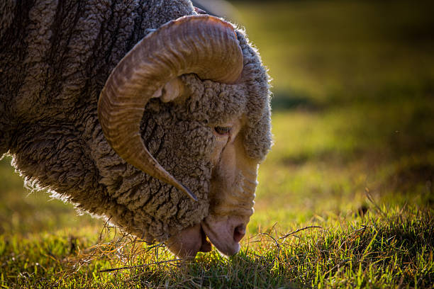 pecora - lamb merino sheep sheep focus on foreground foto e immagini stock