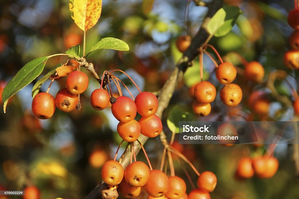 Zierapfel-Crap apple tree - Lizenzfrei Baum Stock-Foto