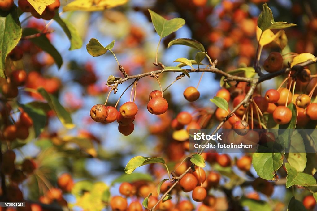 Zierapfel-Crap apple tree - Lizenzfrei Baum Stock-Foto