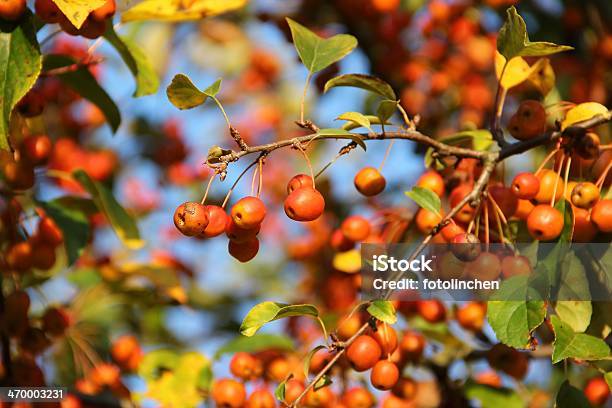 Zierapfelcrap Apple Tree Stockfoto und mehr Bilder von Baum - Baum, Formatfüllend, Fotografie