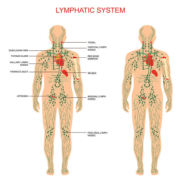 lymphatic system, vector art illustration