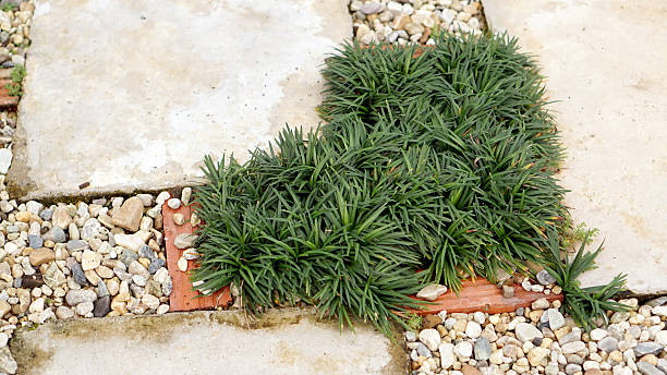 istock garden path stone and grass, landscape details 470005416