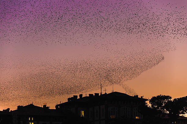 A flock of starlings roosting at sunset above the the rooftops in Pisa, Tuscany, Italy