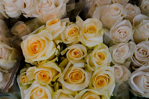 istock Pool of Roses 470008714
