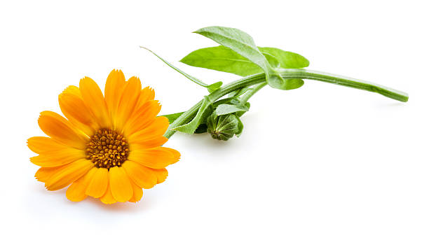 Calendula. Marigold flowers with leaves isolated on white Calendula. Marigold flowers with leaves isolated on white field marigold stock pictures, royalty-free photos & images