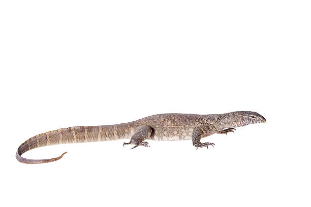istock Nile monitor on white background 470011802