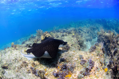 A spotted eagle ray gliding above coral heads.
