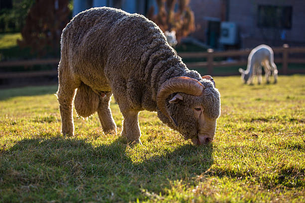 mouton - lamb merino sheep sheep focus on foreground photos et images de collection