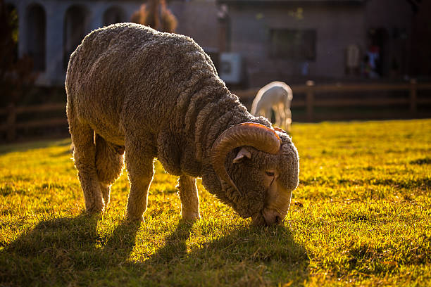 pecora - lamb merino sheep sheep focus on foreground foto e immagini stock