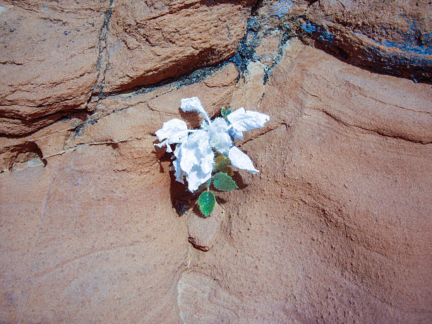istock White desert flower on sandstone 470012555