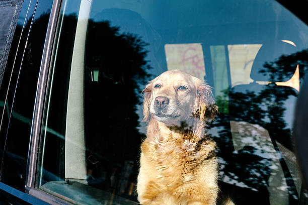 Dog looking out inside the car